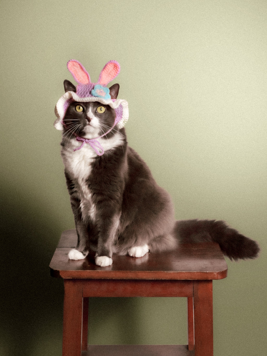The Bunny